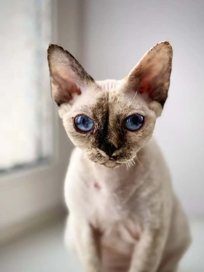 Blue is the color of the season :) - My, cat, Devon Rex, Aliens, Blue, Pets, 