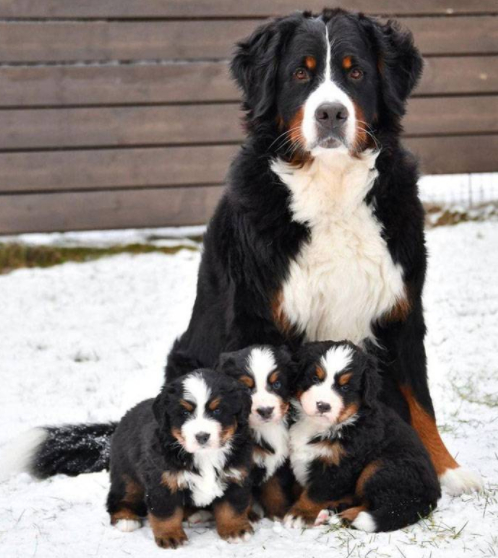 Bernese Mountain Dog - The photo, Mood, Good mood, Dog, Puppies, Positive, Pets, 