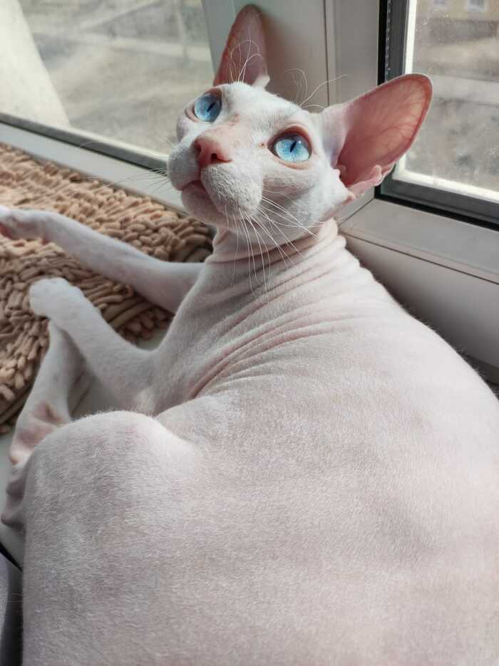 Bald - My, Sphinx, cat, Blue Eyes, Pets, 