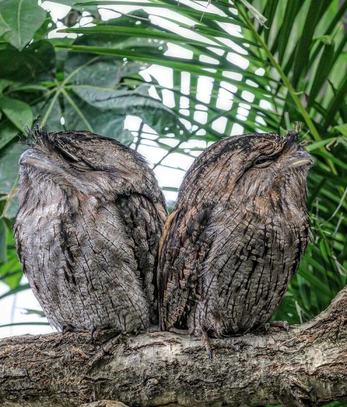  (Frogmouth) , ,  ,  , , , 