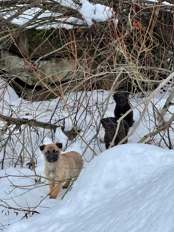 How we rescued little puppies that were thrown into the woods next to a busy highway. A story with a good ending) - Animal Rescue, Helping animals, Homeless animals, Found a home, Pets, Dog days, Dog, Puppies, Dog lovers, Kindness, Good deeds, The rescue, Help, Video, Video VK, Longpost, 