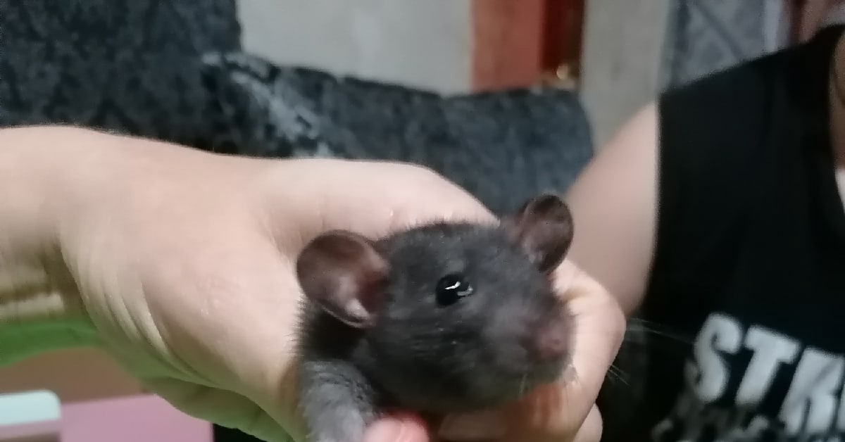 Мемы с крысами. Крыса мем. Криса мем. Крыса коля. Крыса коля.