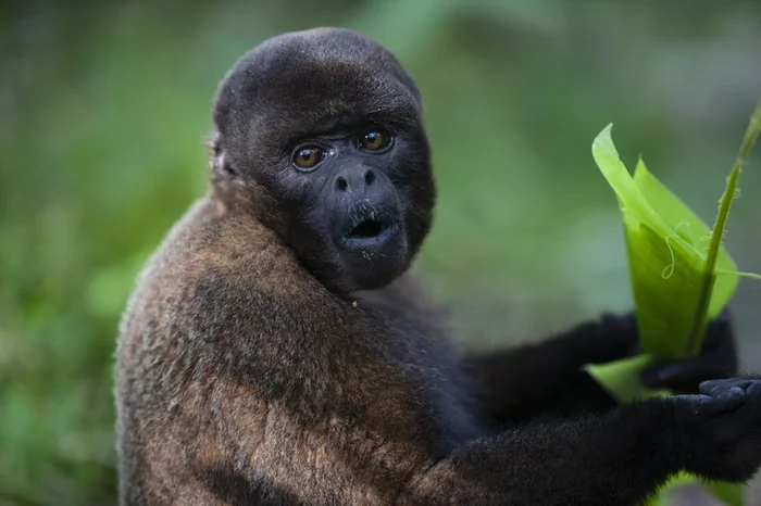 Verdict in favor of the monkey - Monkey, Spider monkey, Primates, Wild animals, South America, Ecuador, Animal protection, Right, Court, World-first, Around the world, Longpost, 