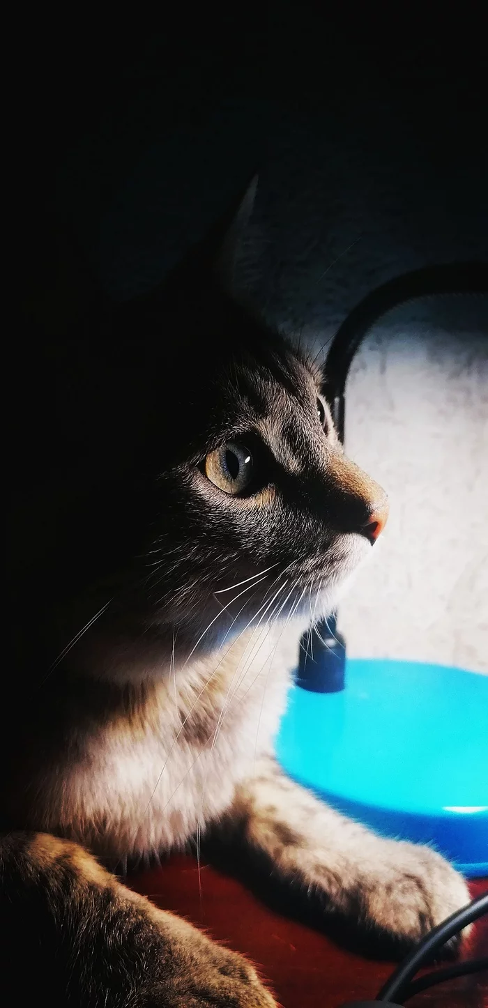 Homemade catolampa - My, cat, Mobile photography, The photo, 
