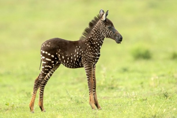 Polka dot zebra - zebra, Foal, Mutation, Longpost, Video, Youtube, Wild animals, Africa, Kenya, Spots, Unusual coloring, 