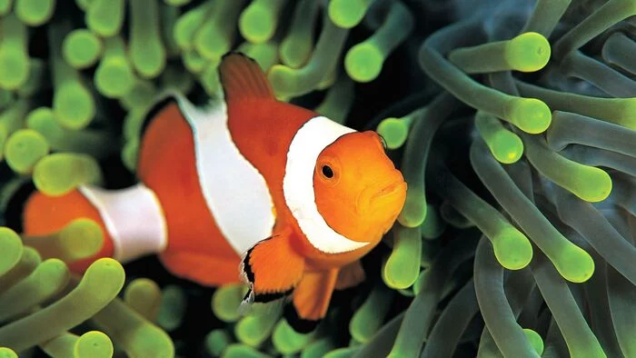 MALE CLOWN FISH CAN CHANGE SEX - Vice versa, Animal book, Marine life, Clownfish, A fish, 