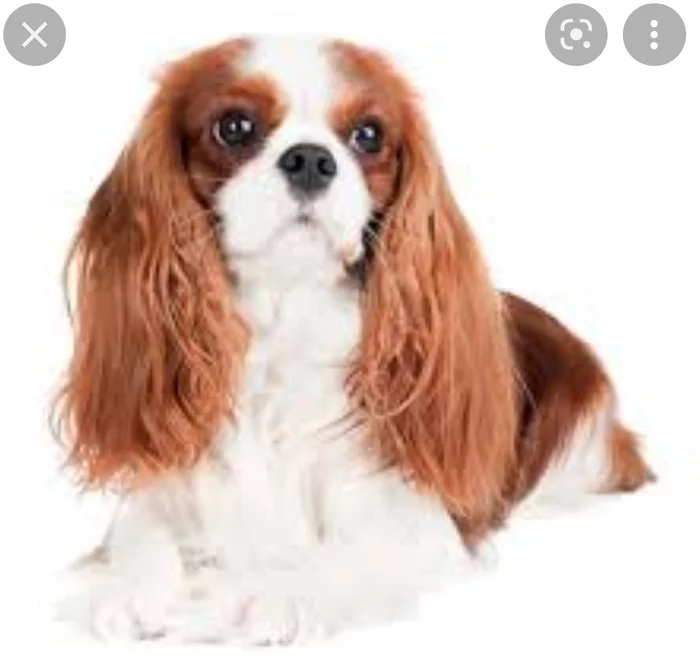 Response to the post Dream - Dream, Dog, The strength of the Peekaboo, No rating, Reply to post, Cavalier king charles spaniel, Pets, Longpost, 