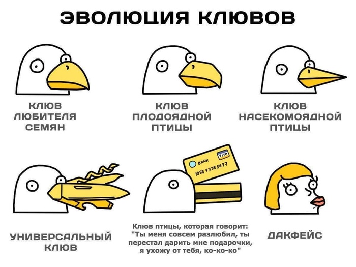 Клювы птиц