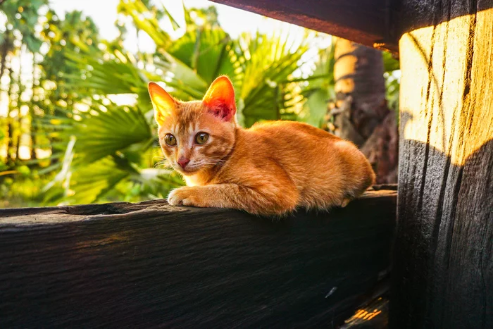 Sunny cat - My, cat, Cat family, Redheads, Golden hour, Evening, The photo, Myanmar, 