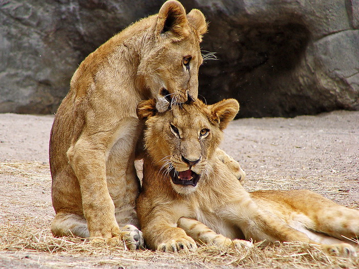 Lion's Tranquility - a lion, Oxytocin, Hormones, Calmness, Reserves and sanctuaries, South Africa, Big cats, Africa, Cat family, Predatory animals, Wild animals, Scientists, University, Minnesota, USA, Science and life, The photo, 