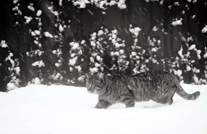 Midnight - My, cat, Winter, Summer, Black and white photo, Street photography, Nature, Longpost, 