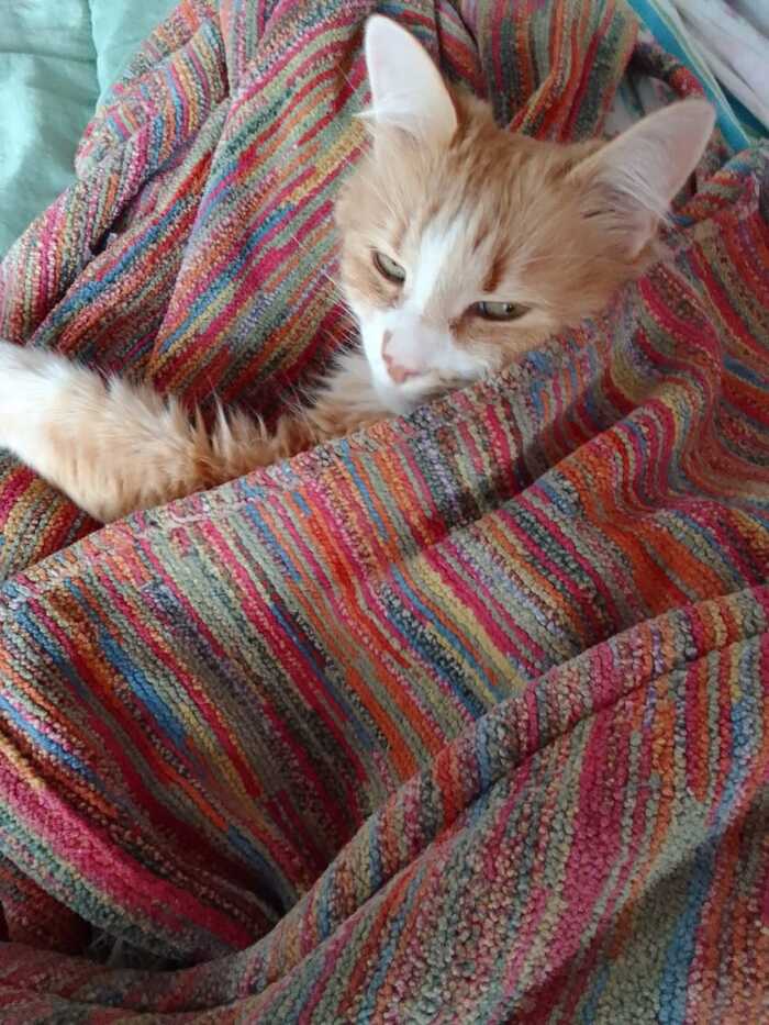 Basya clearly decided that she needed a robe more... - My, cat, Redheads, Pets, Robe, Photo on sneaker, The photo, 