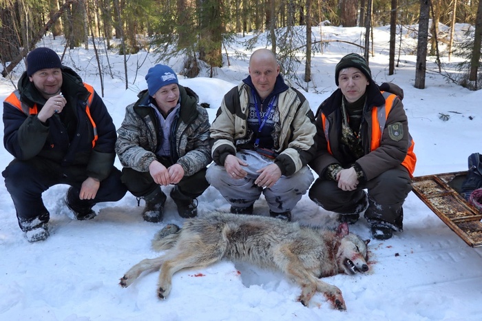 Стая волков загрызла лося в Варнавинском районе Волк, Лось, Варнавино, Убийство животного