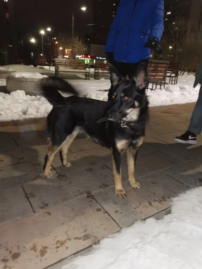 Found a dog mcd Lyublino - Found a dog, Moscow, No rating, Lost, Dog, Lyublino, 