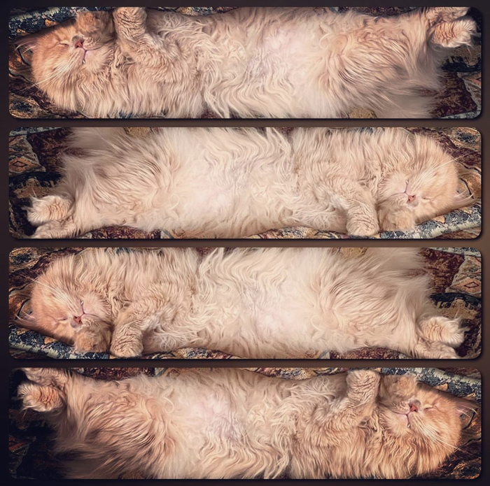 ��������� ���������