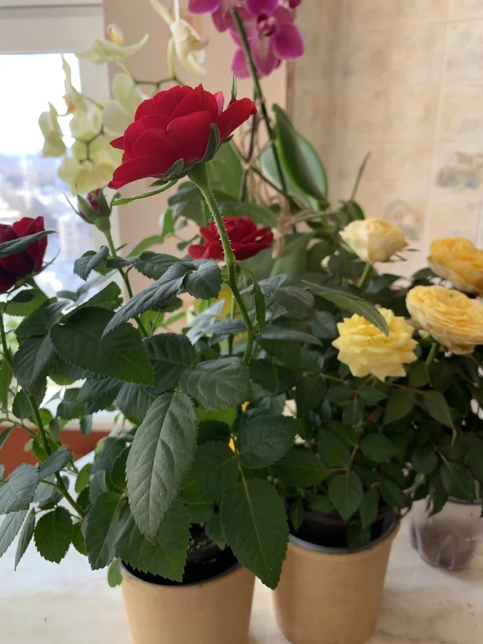 Bragging - My, the Rose, Flowers, Houseplants, Longpost, Bloom, 