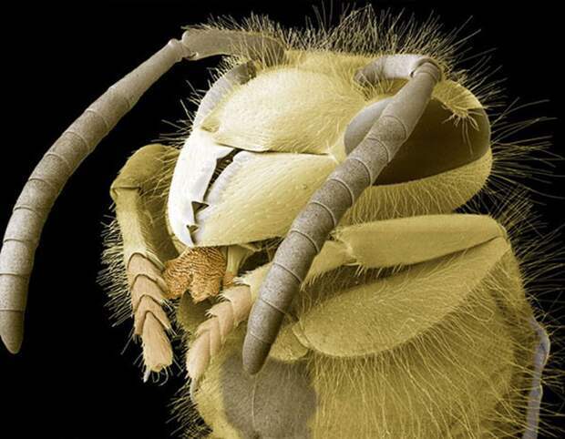 Insects under a microscope - Insects, The photo, The science, Interesting, Longpost, 