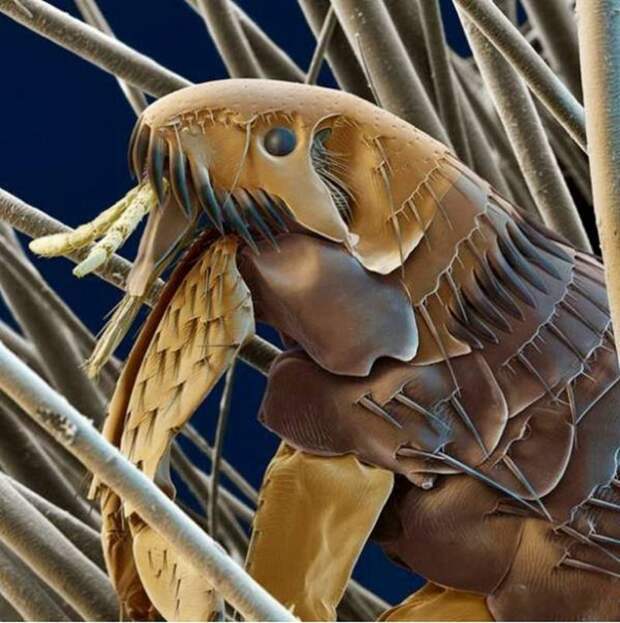 Insects under a microscope - Insects, The photo, The science, Interesting, Longpost, 