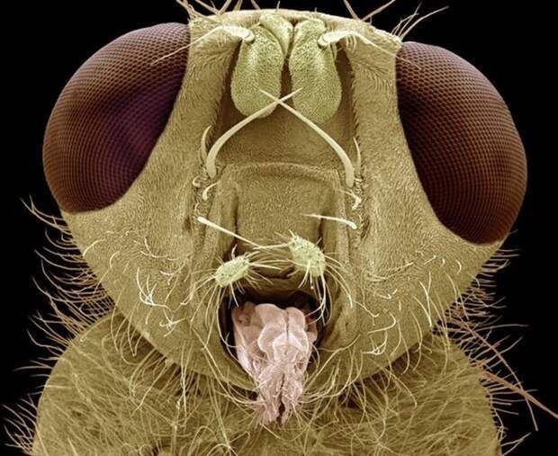 Insects under a microscope - Insects, The photo, The science, Interesting, Longpost, 