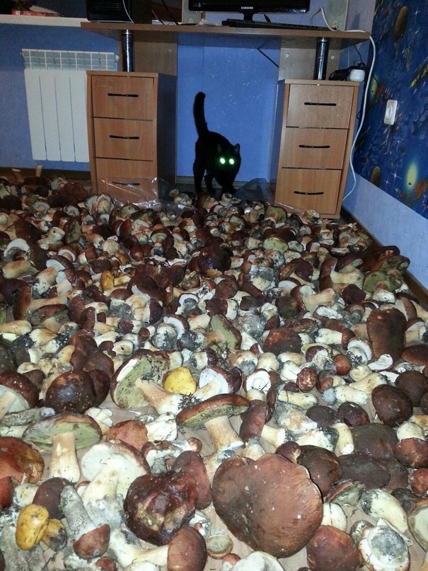 Mushrooms - Mushrooms, cat, Repeat, Black cat, 