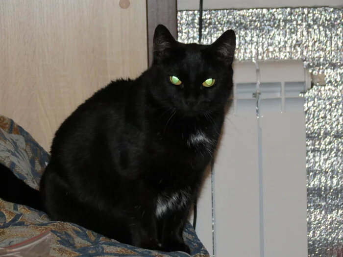 Didn't show a cat - not a pickabushnik - My, Black cat, Fat cats, cat, 