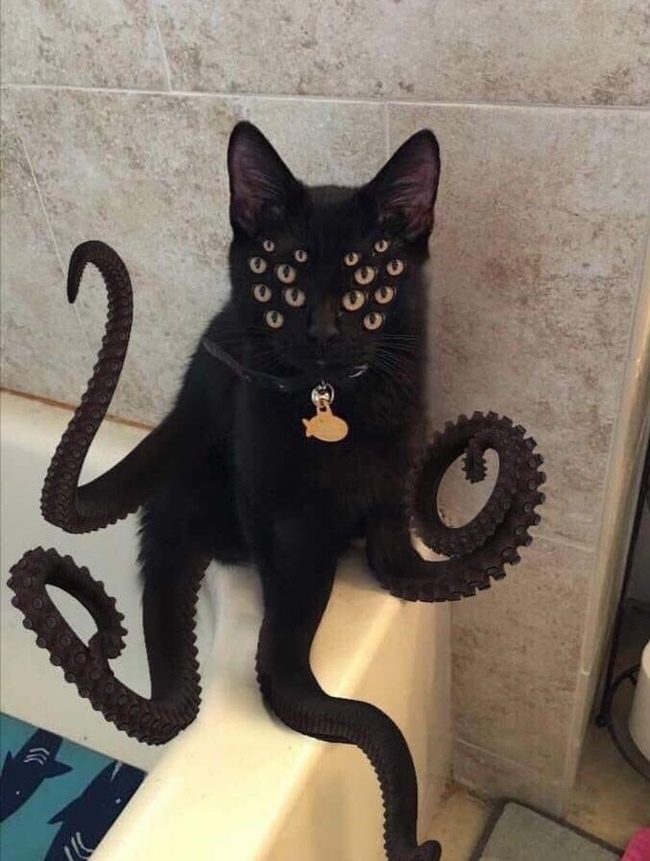 Octopus - cat, Octopus, 