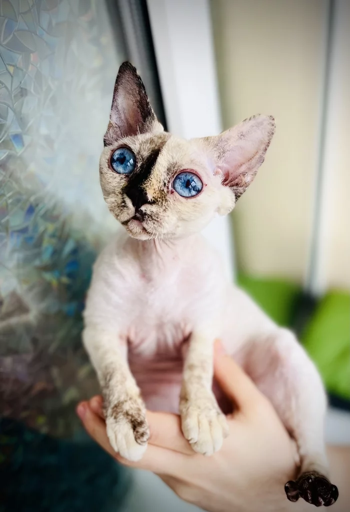 Cat and uncomfortable poses for humans - My, cat, Devon Rex, Eyes, Space, 