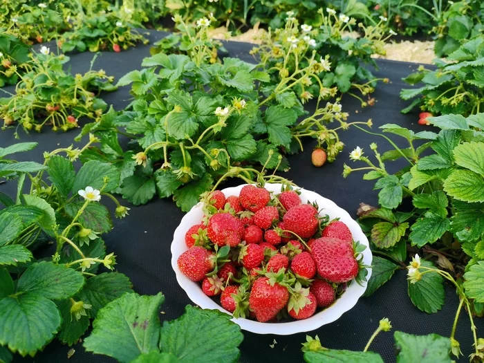 All the seedlings burned! Learning from our mistakes - My, Seedling, Greenhouse, Garden, Garden, Plants, Strawberry, Chemical burn, Video, Youtube, 