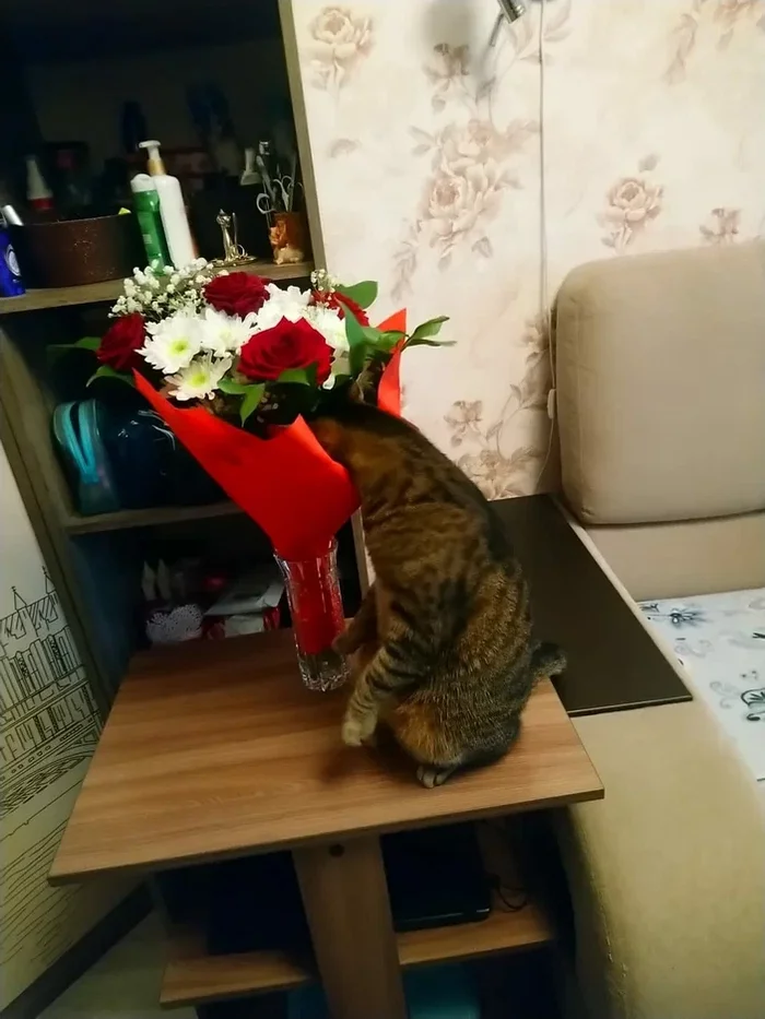 Lover of gnawing roses
 - My, Picture with text, cat, 