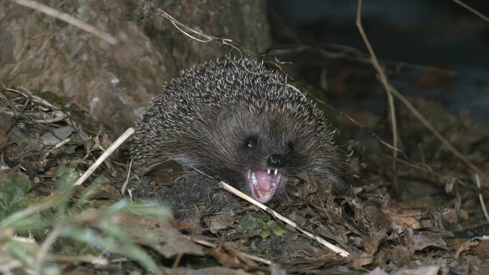 And in St. Petersburg, hedgehogs woke up - My, Hedgehog, beauty of nature, The nature of Russia, Spring, Saint Petersburg, Each creature has a pair, Pavel Glazkov, Longpost, 