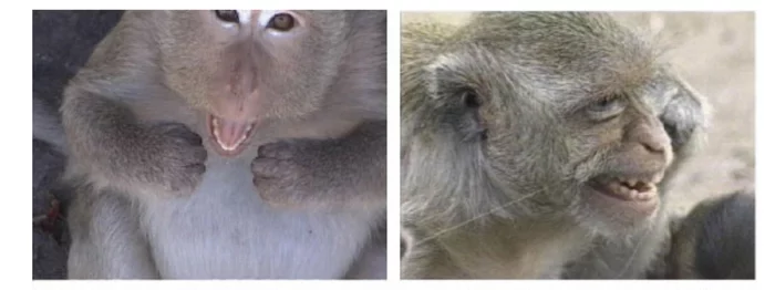 Even macaques take care of their teeth. - Teeth cleaning, Teeth, Dental floss, Dentistry, Monkey, Primates, Toque, Thailand, Health, Research Article, 