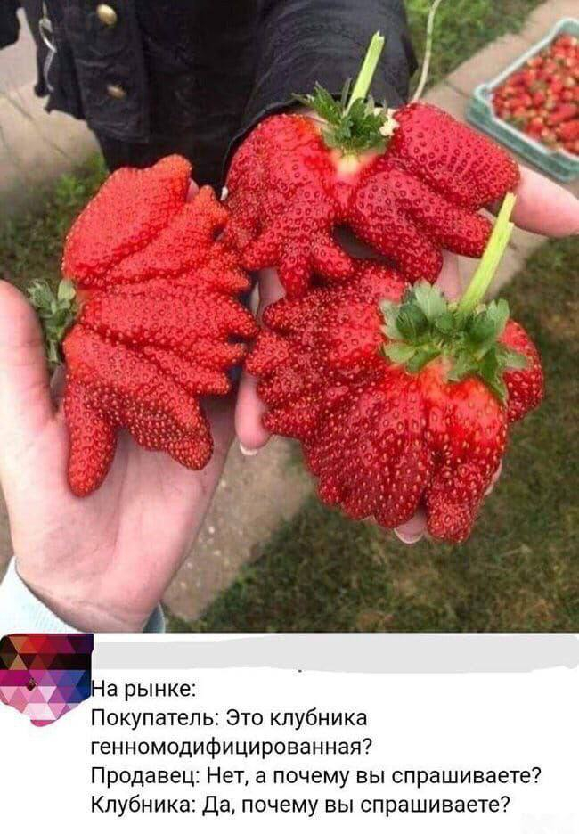 Why are you asking? - Picture with text, Memes, Humor, Strawberry (plant), 