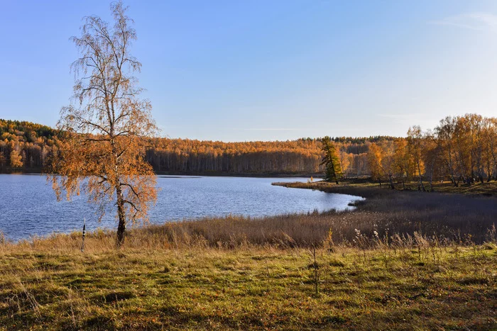 Golden Lake - My, Autumn, Nature, Lake, Water, Nikon, Ch60, Nikon d3400, Landscape, The photo, Tree, Shore, 