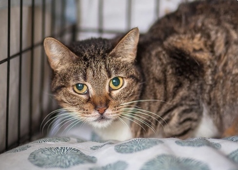 For five years, alaska's cat has been waiting in a municipal shelter for ... - In good hands, Helping animals, Help, Homeless animals, No rating, Animal Rescue, The rescue, Moscow region, Moscow, Подмосковье, Longpost, cat, Animal shelter, 