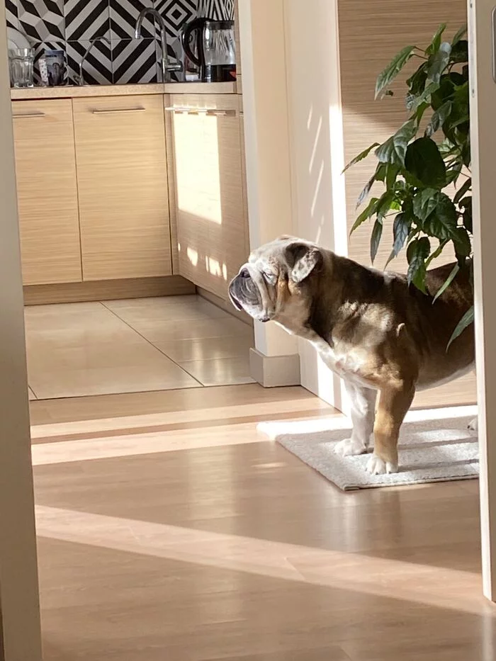 Spring Zen... - My, Dog, Boule, English bulldog, The sun, 