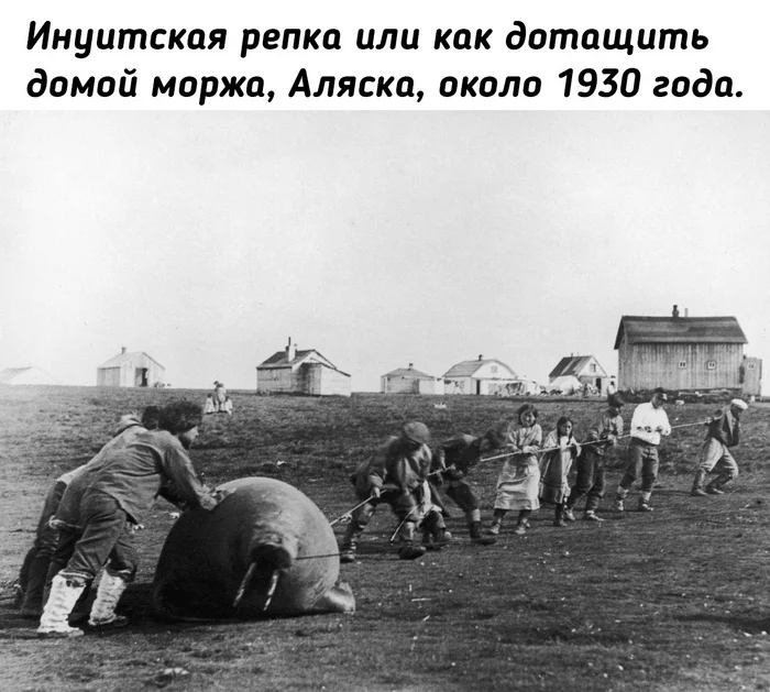 I had to drag by the fangs! - Walruses, Alaska, Inuit, Chukchi, Humor, Black and white photo, Historyporn, 