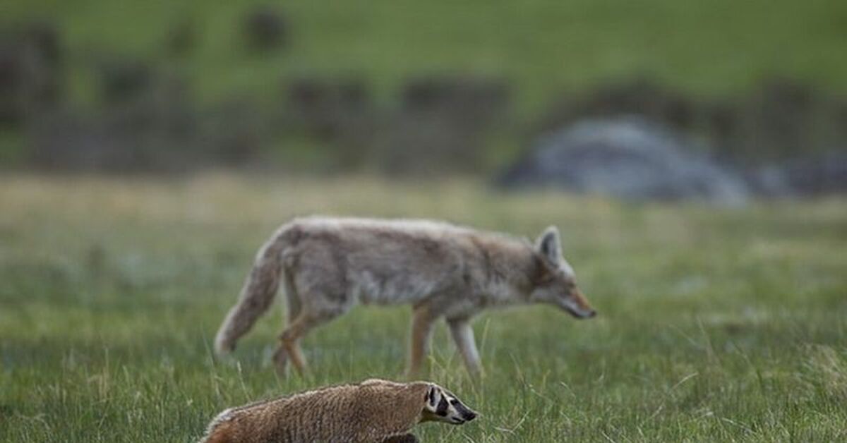 Life together hunt. Койот и барсук. Койот и барсук охотятся вместе. Барсук и волк. Койот и барсук симбиоз.
