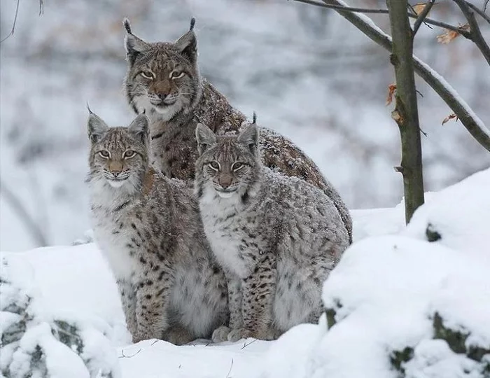 Big cats - Lynx, a lion, Big cats, Longpost, Small cats, Snow Leopard, Cat family, Predatory animals, Wild animals, 