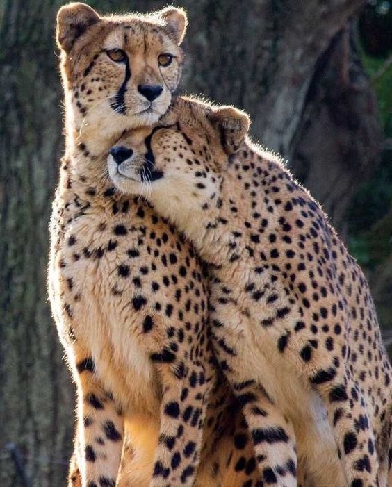 Feline tenderness - Cat family, Cheetah, Wild animals, Longpost, Small cats, Predatory animals, Interesting, 