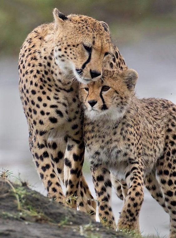 Feline tenderness - Cat family, Cheetah, Wild animals, Longpost, Small cats, Predatory animals, Interesting, 