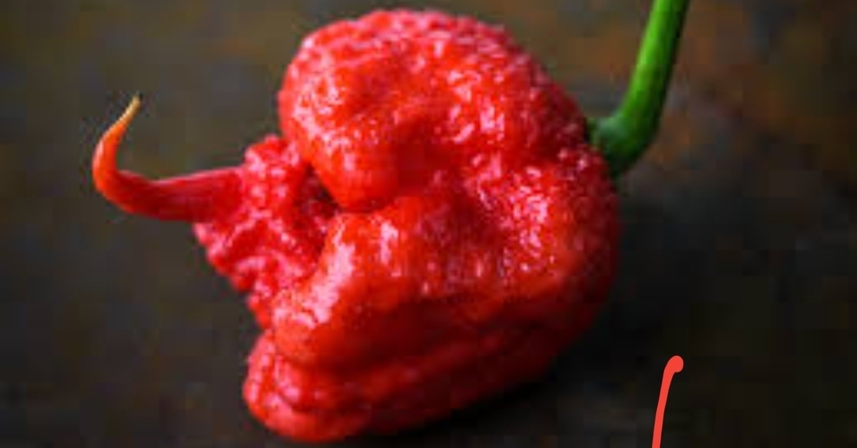 Carolina reaper записи