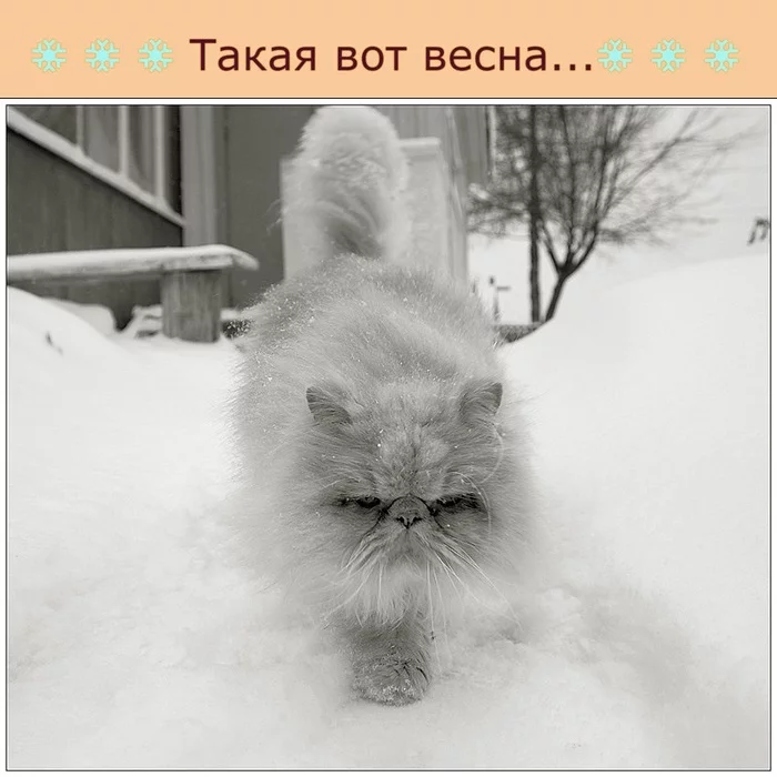 Первая декада апреля... - Моё, Жизнь, Весна, Погода, Кот, Прогулка, Снег, Холод, Настроение, Греться, Картинка с текстом, Длиннопост