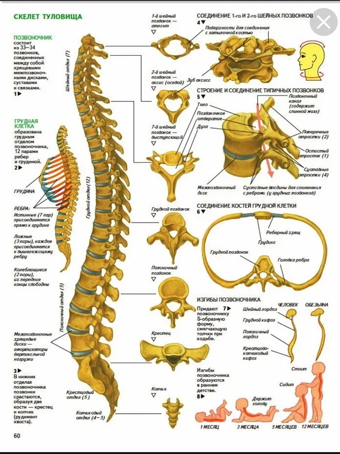 The body speaks to us. Spine.  Bearing.  Spinal cord. (from the series Healthy Delirium) - My, Spine, Posture, Scoliosis, Diagnostics, Health, Longpost, 