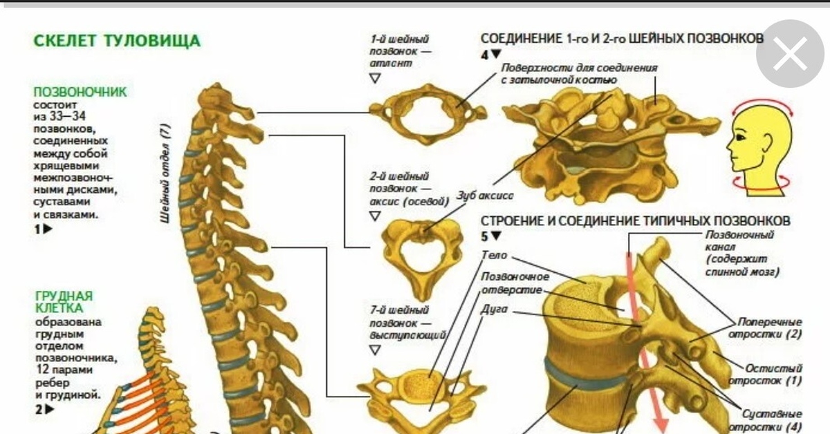 Психосоматика отделов позвоночника