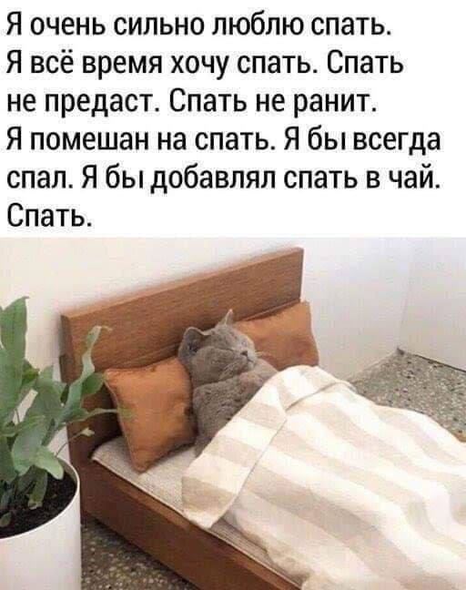Morning - cat, Dream, Comfort, Cosiness, Picture with text, Humor, 