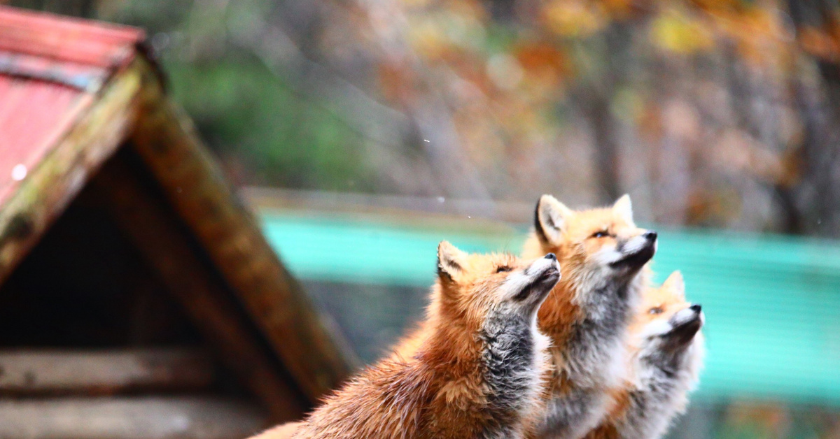 Wet foxes