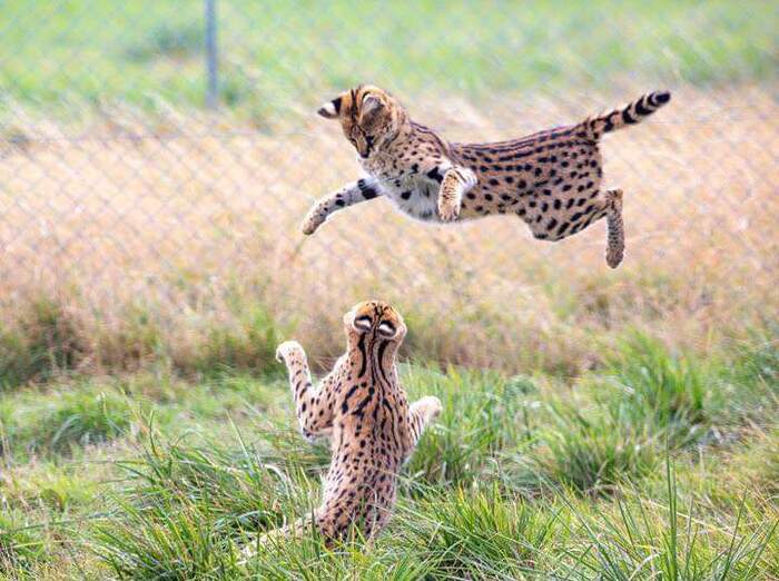 Ты куда полетел? Быстро на землю!