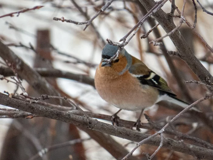 Finch - My, Birds, Finches, , The photo