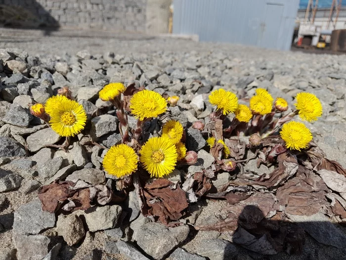 No matter what, spring will still be.Sakhalin, April - My, Spring, Dandelion, , Sakhalin, Coltsfoot