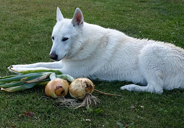 Onions cause anemia and lemon causes indigestion. What familiar things are detrimental to pets? - Pets, Food, Animal book, Yandex Zen, Longpost, 